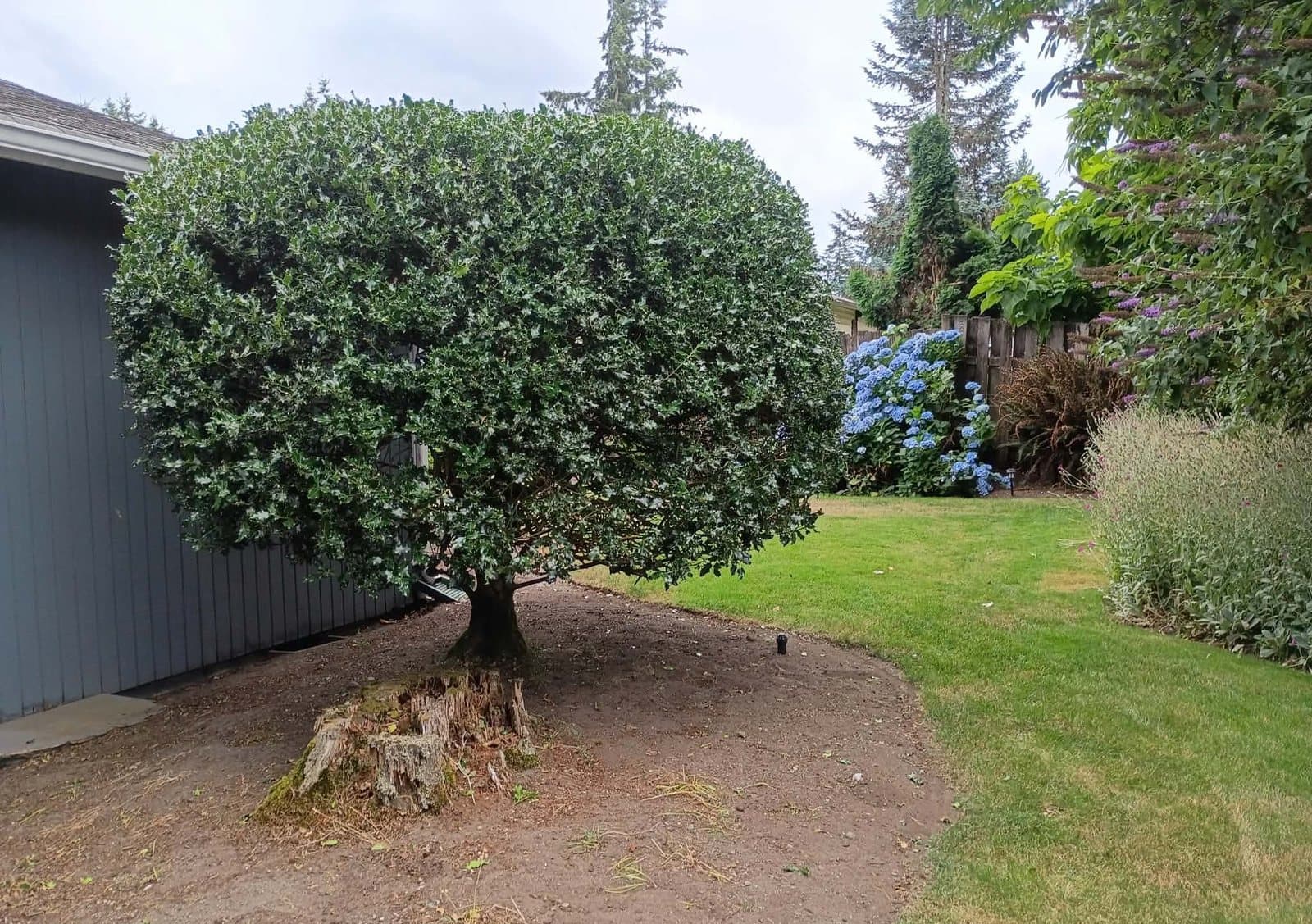 Shrub to tree, after